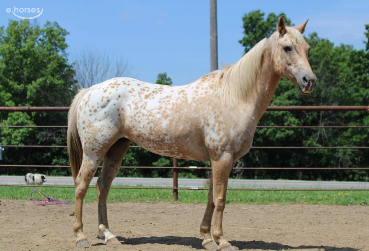 American Quarter Horse, 8yo American Quarter Horse mare, 14.1hh