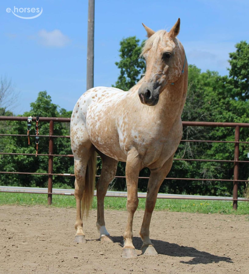 American Quarter Horse, 8yo American Quarter Horse mare, 14.1hh