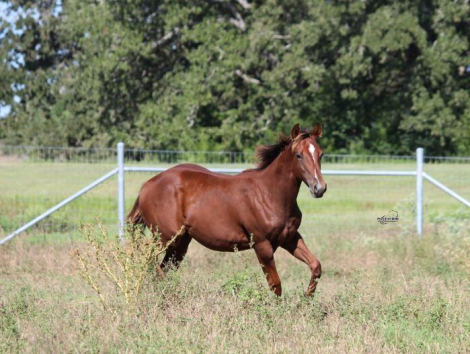 Carina, APHA Paint filly foal
