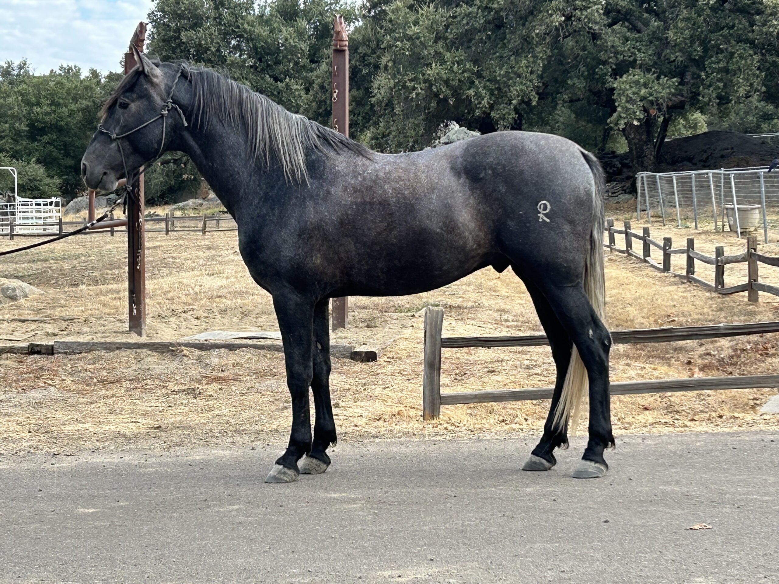Rc Tequila, 6yo Andalusian gelding, 15.3hh
