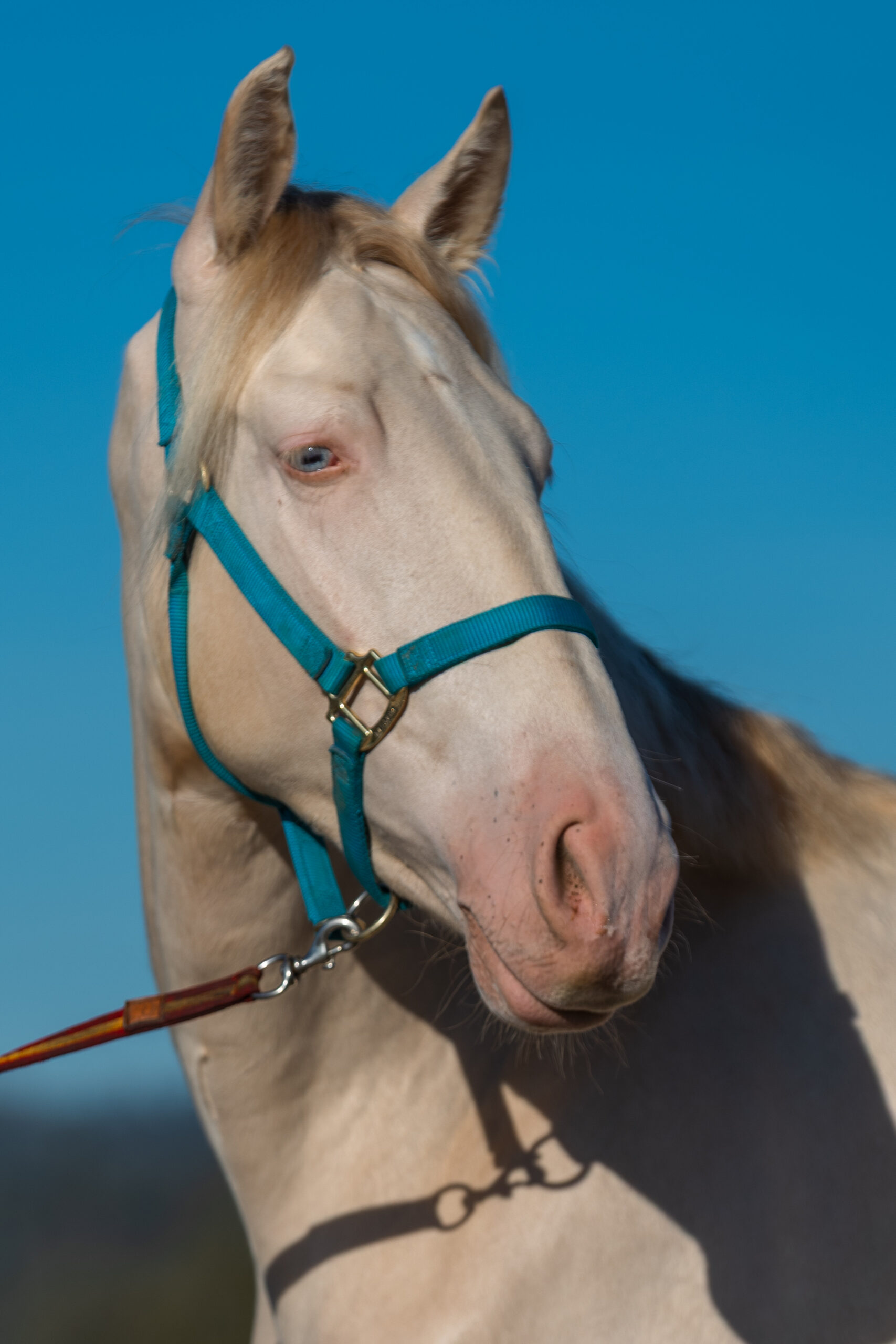 Rc Tequila, 6yo Andalusian gelding, 15.3hh