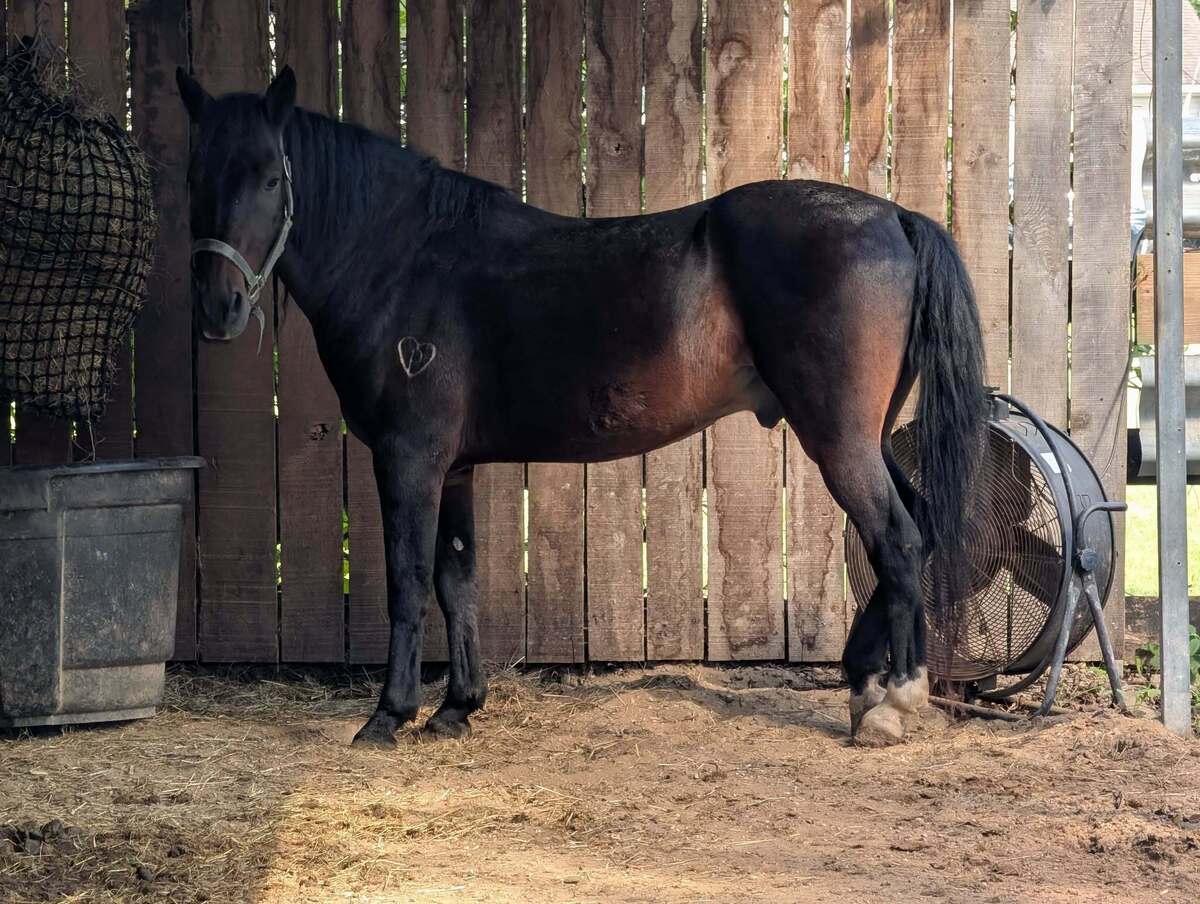 Shoney, 16yo Mustang gelding, 14.0hh