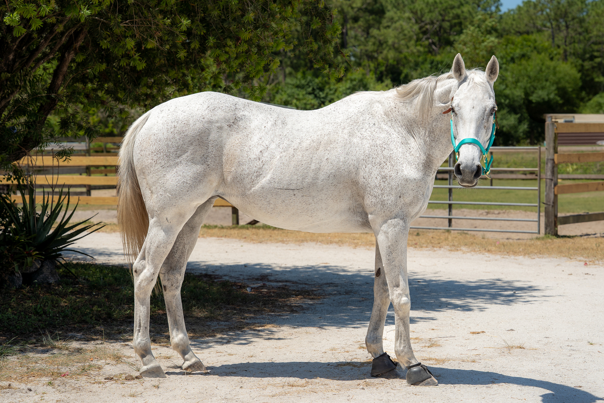 Skippy (Skip Right), 20yo Thoroughbred mare, 16.0hh