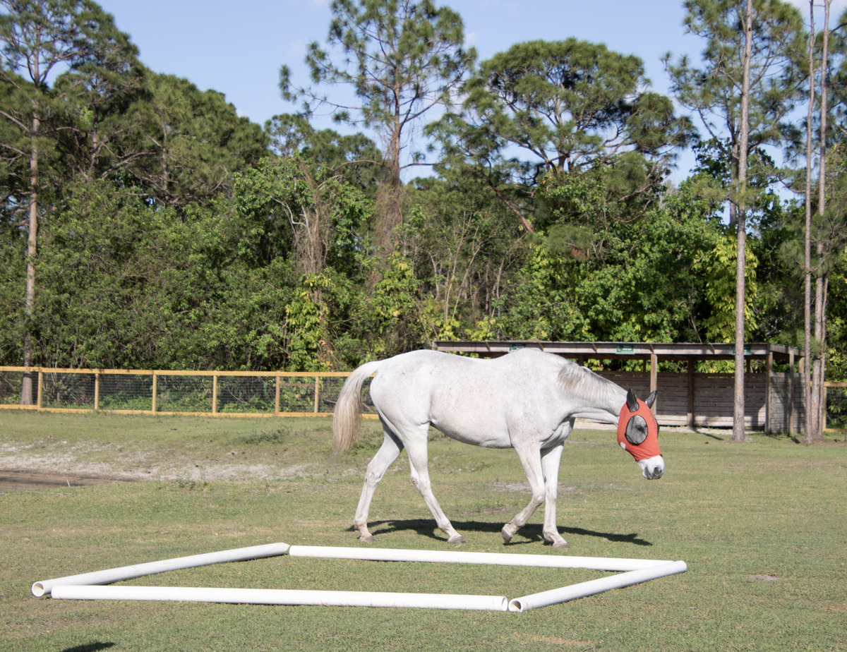 Skippy (Skip Right), 20yo Thoroughbred mare, 16.0hh