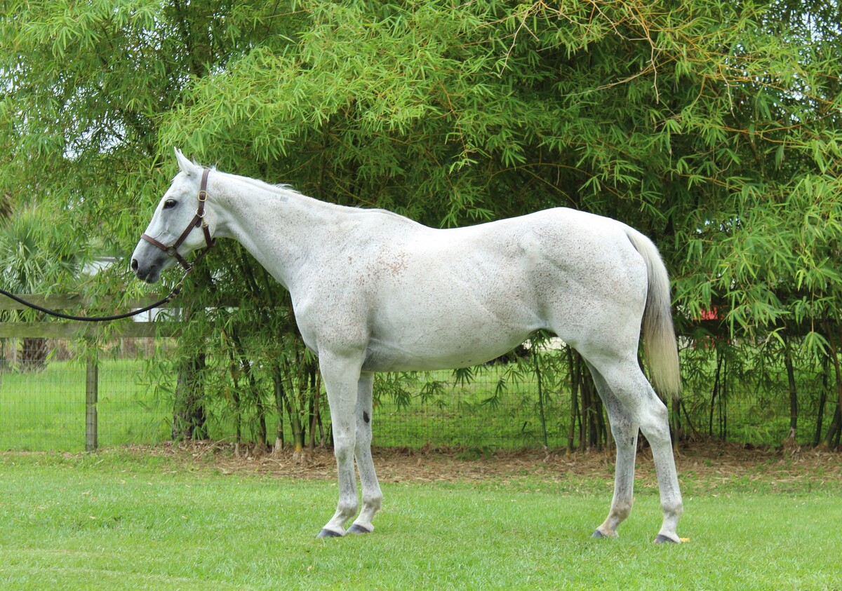 Skippy (Skip Right), 20yo Thoroughbred mare, 16.0hh