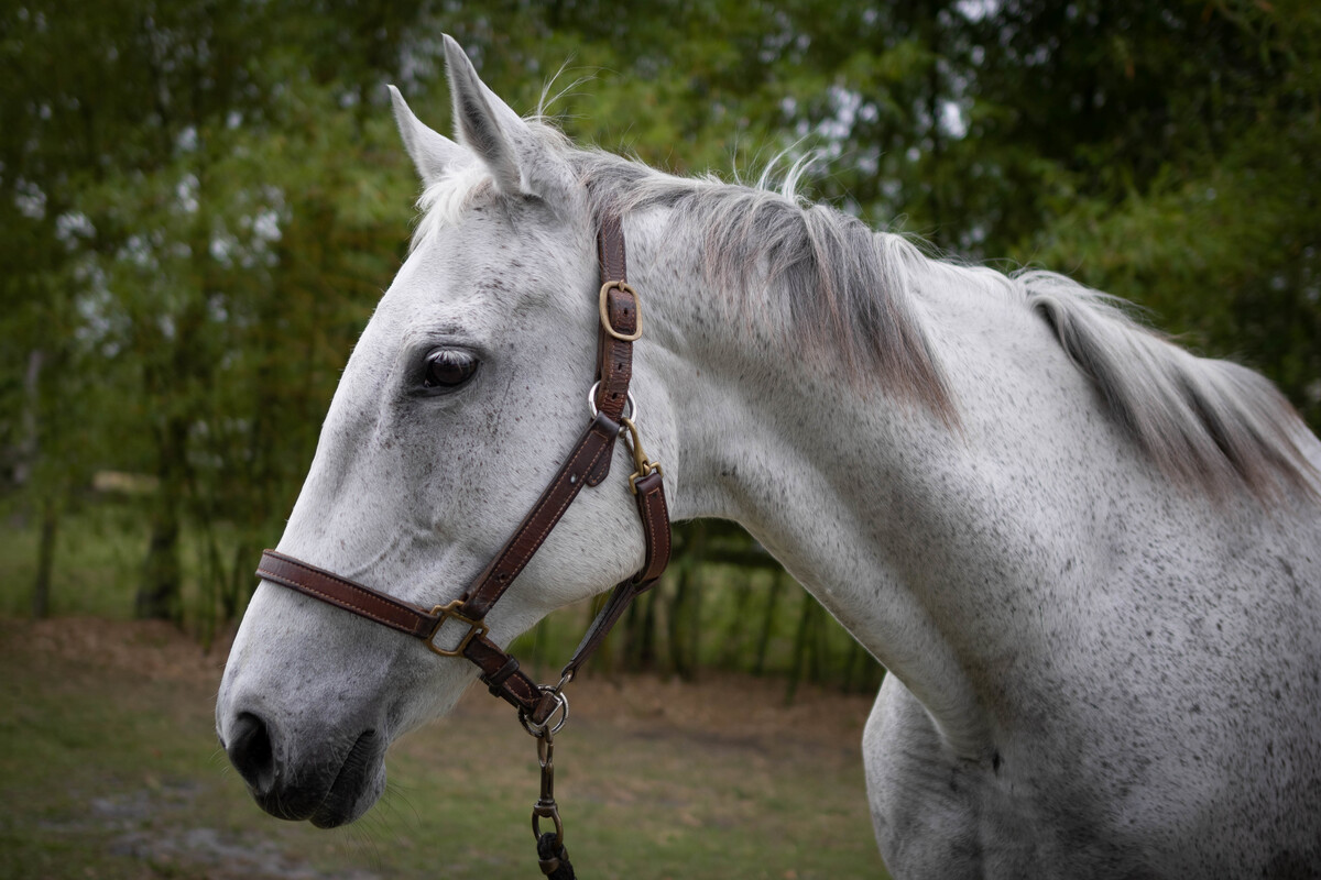 Skippy (Skip Right), 20yo Thoroughbred mare, 16.0hh