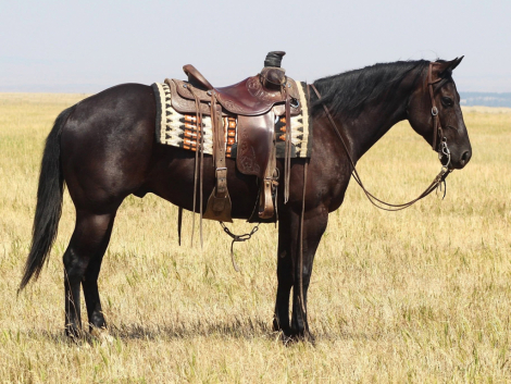 CEE HEART REV CHEX (SHADOW), 5yo AQHA Quarter Horse gelding, 15.0hh