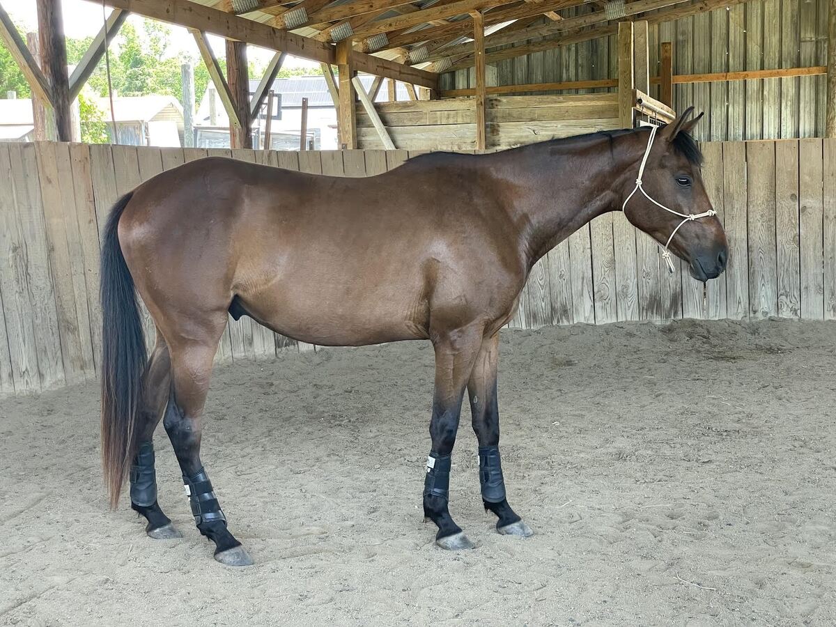 Buddy, 5yo Appendix Quarter Horse gelding, 15.0hh