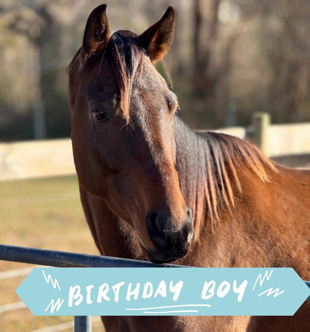 Buddy, 5yo Appendix Quarter Horse gelding, 15.0hh