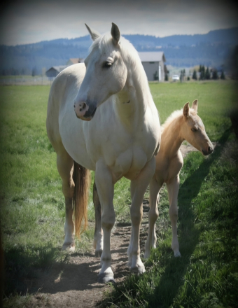 MAYBE IM SPECIAL, 5yo AQHA Quarter Horse mare in foal to: dr yo yo, 15.0hh
