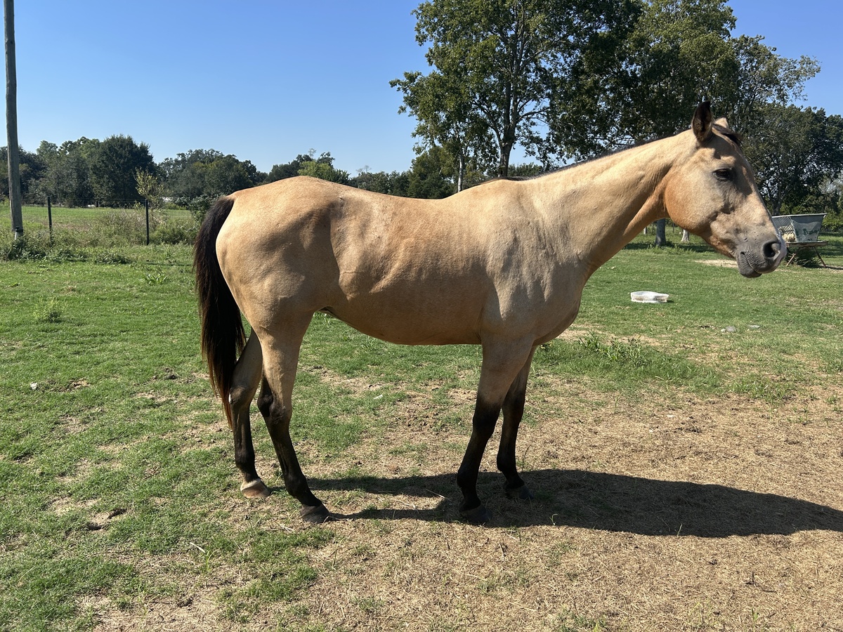 Blondie, 15yo mare, 15.3hh
