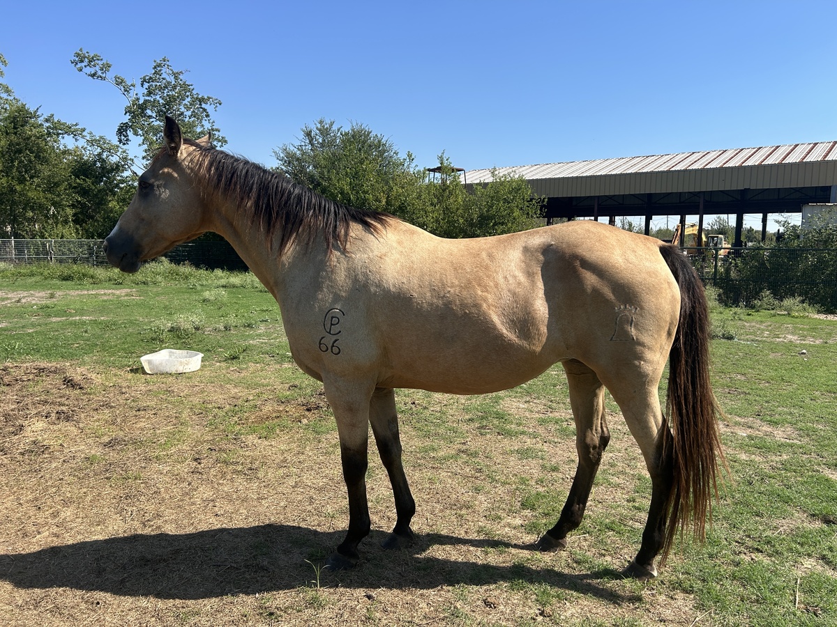 Blondie, 15yo mare, 15.3hh