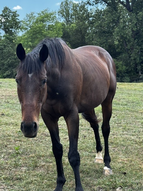 Rhapsodies Sign, 11yo Thoroughbred gelding, 15.0hh