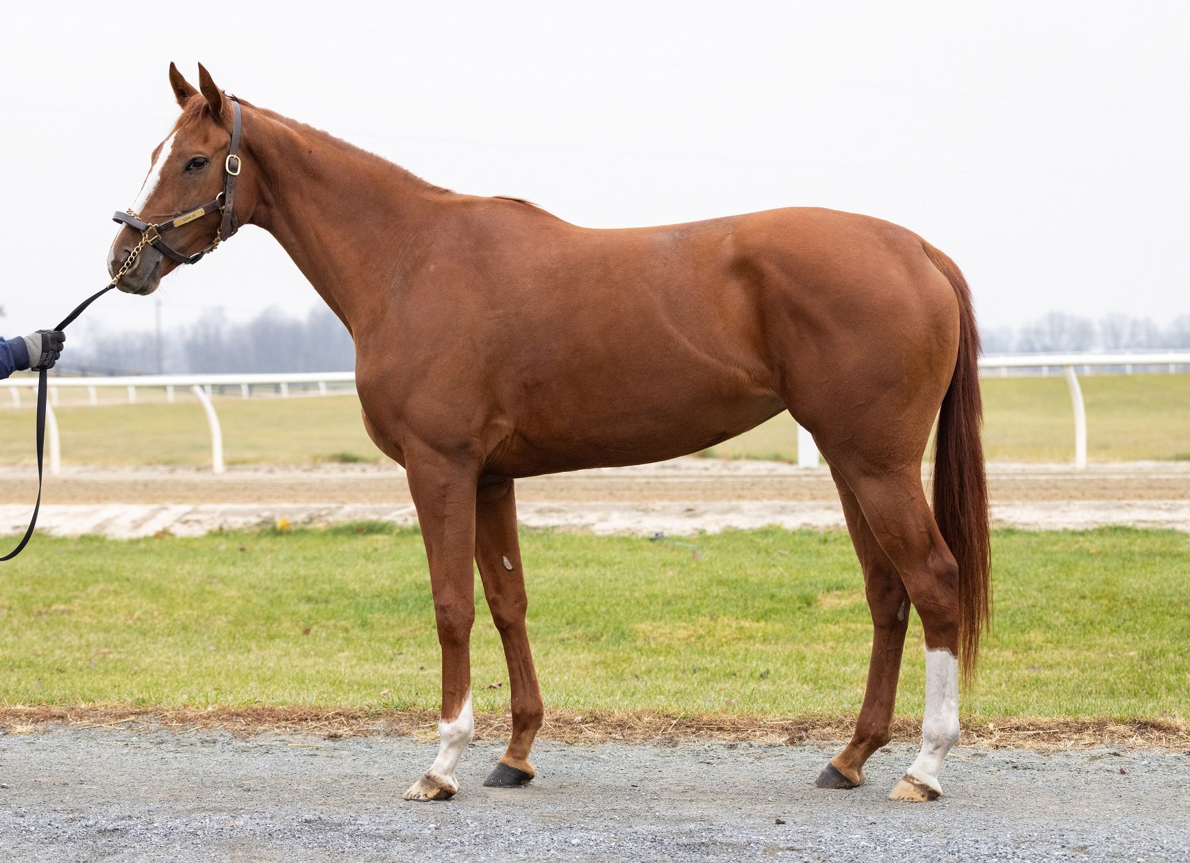 Scholar, 4yo Thoroughbred mare, 16hh