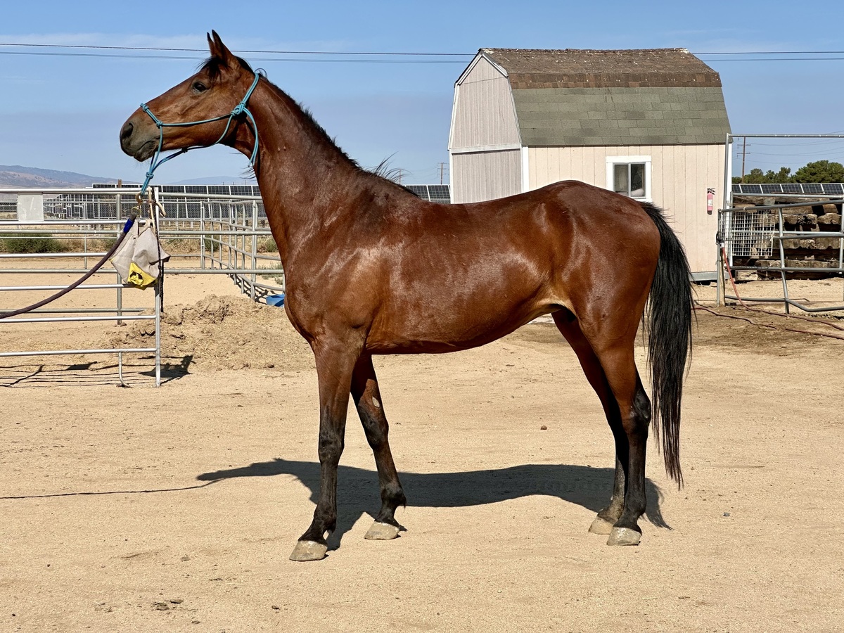 Cupcake, 12yo Standardbred mare, 16.0hh