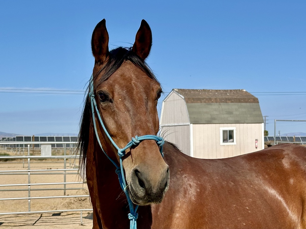 Cupcake, 12yo Standardbred mare, 16.0hh