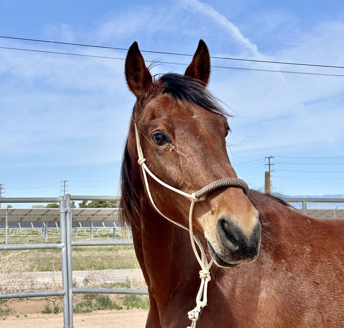 Cupcake, 12yo Standardbred mare, 16.0hh