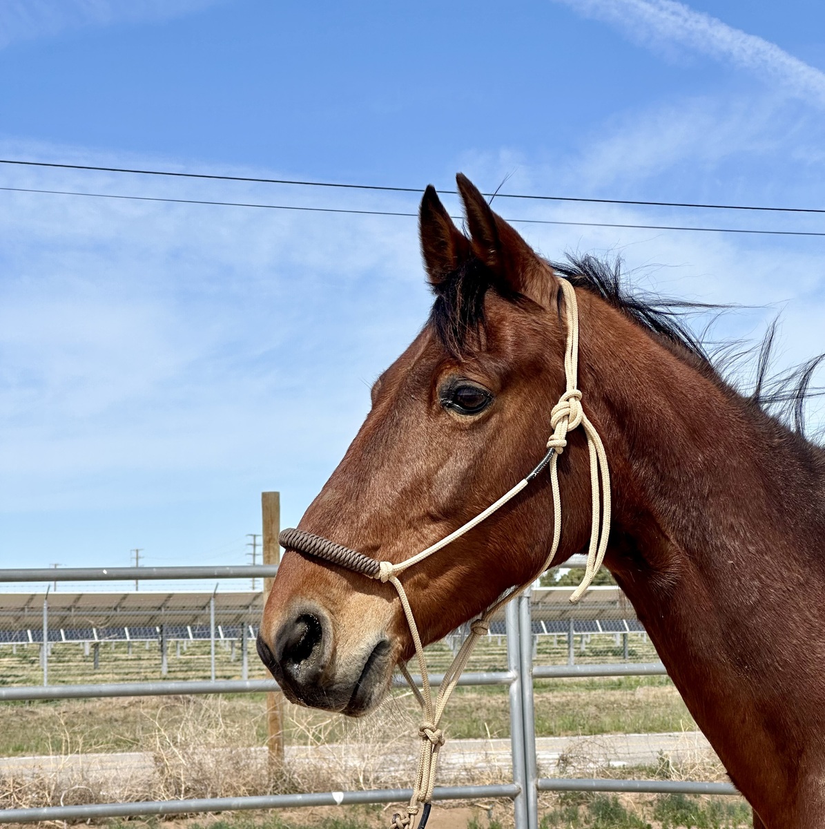 Cupcake, 12yo Standardbred mare, 16.0hh