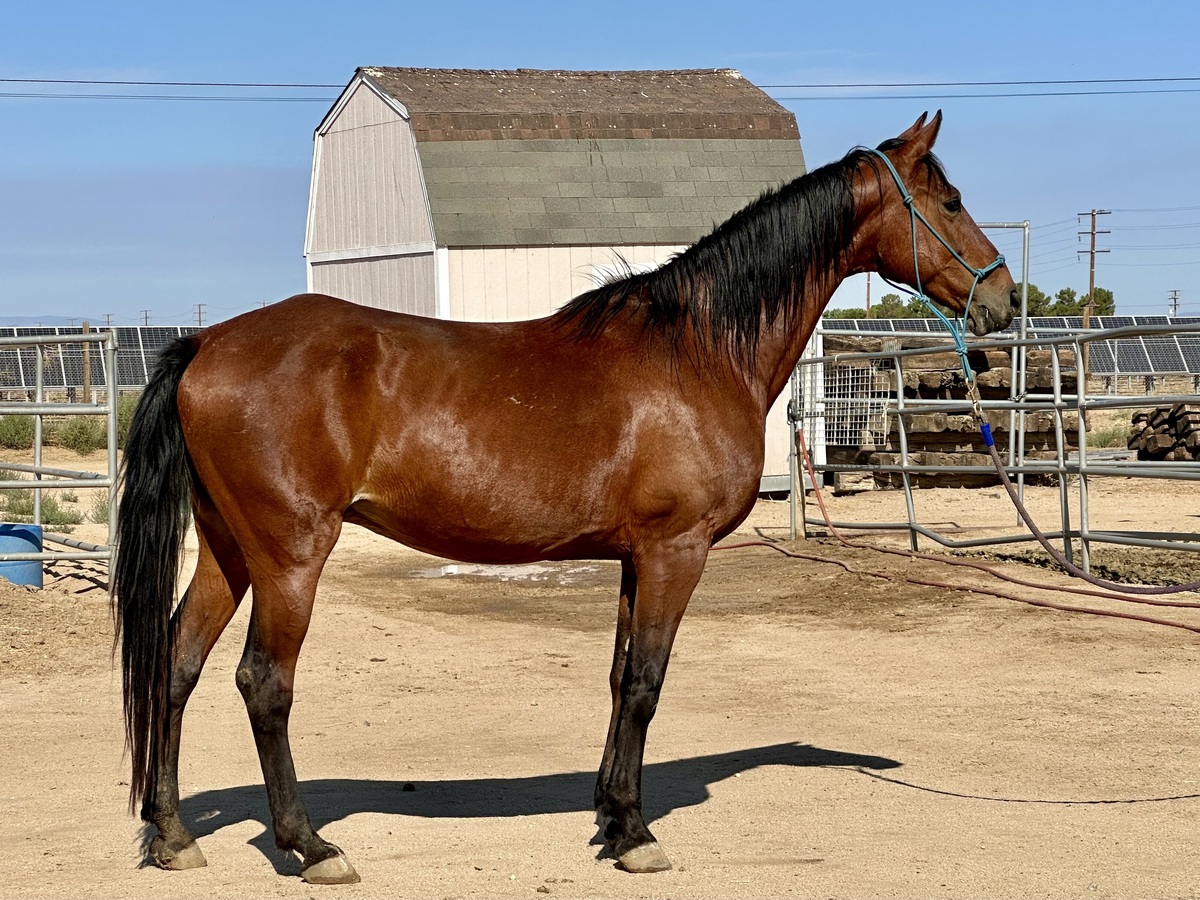 Cupcake, 12yo Standardbred mare, 16.0hh