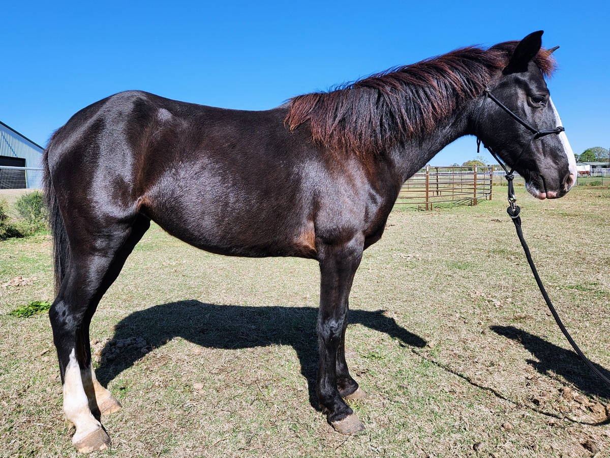 Luna, 9yo Holsteiner/Tennessee Walking Horse/Selle Francais mare, 14.3hh