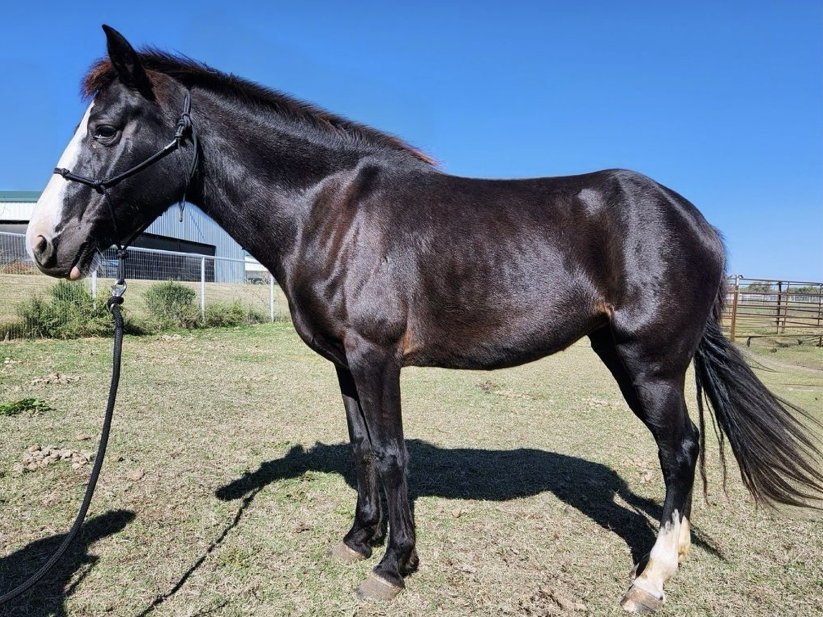 Luna, 9yo Holsteiner/Tennessee Walking Horse/Selle Francais mare, 14.3hh