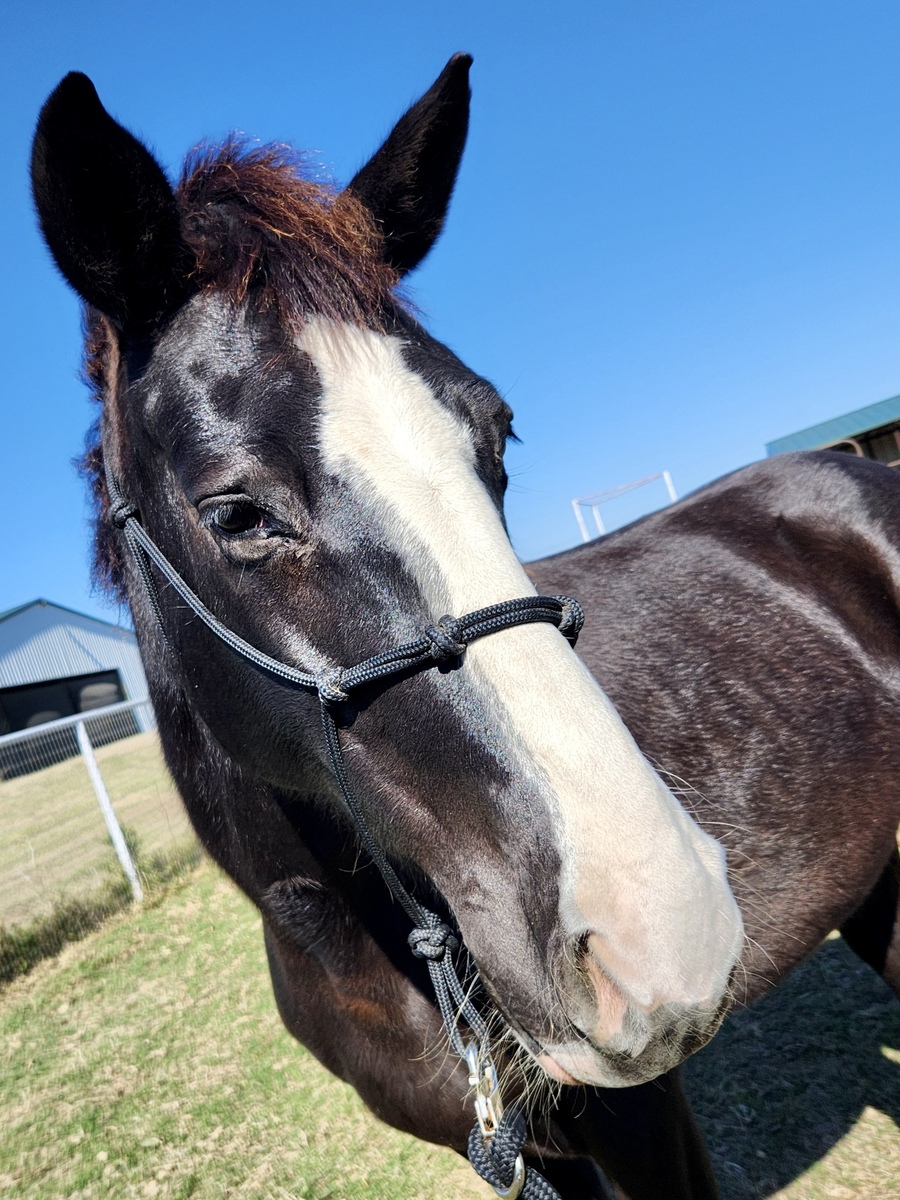 Luna, 9yo Holsteiner/Tennessee Walking Horse/Selle Francais mare, 14.3hh