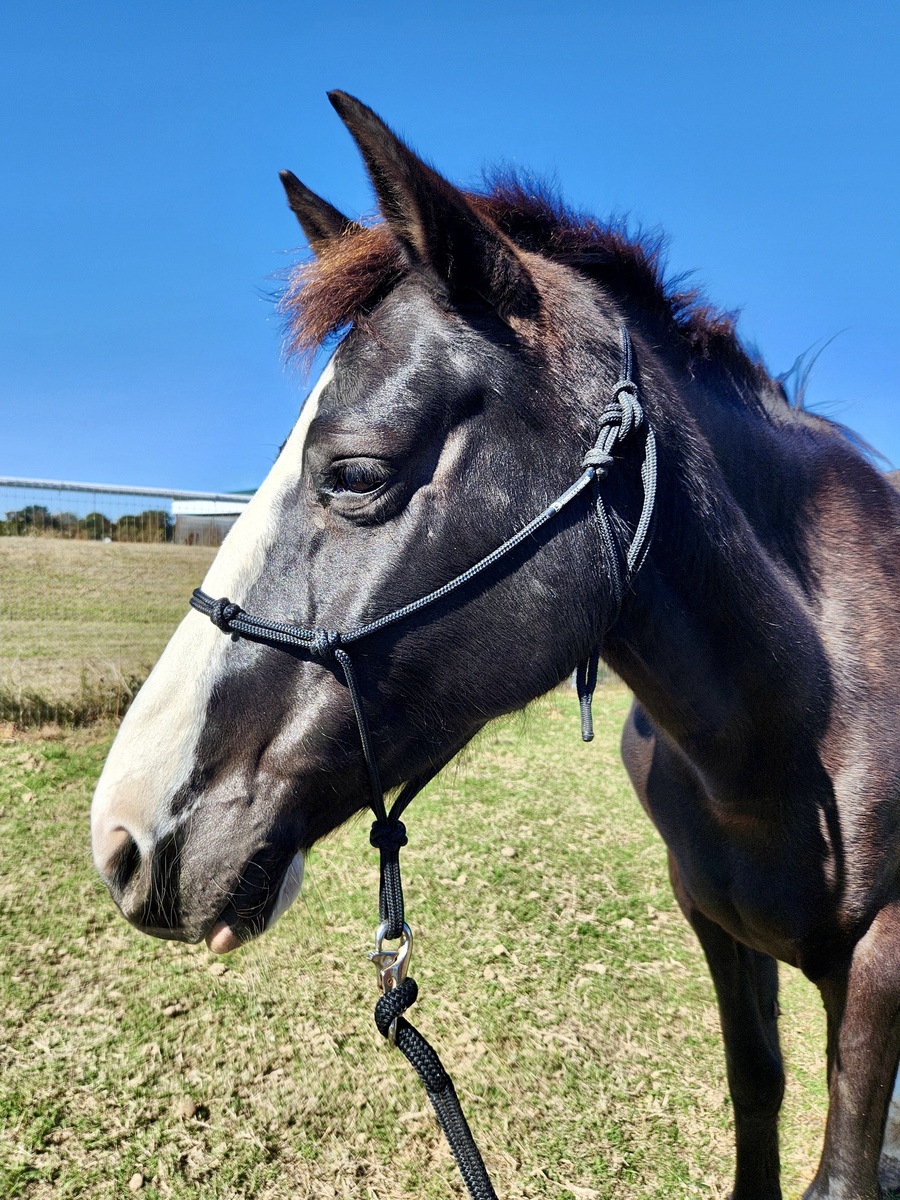 Luna, 9yo Holsteiner/Tennessee Walking Horse/Selle Francais mare, 14.3hh