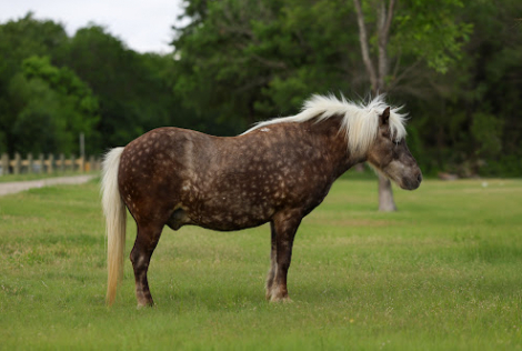 PORK CHOP, 9yo Pony gelding, 11.0hh