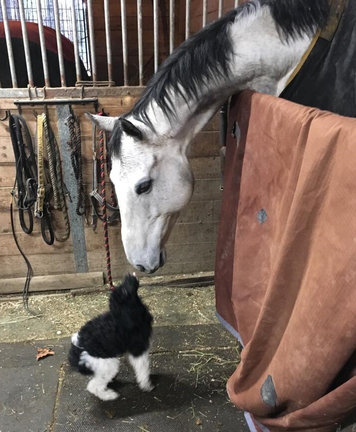 Origami, 16yo Thoroughbred gelding, 17.1hh