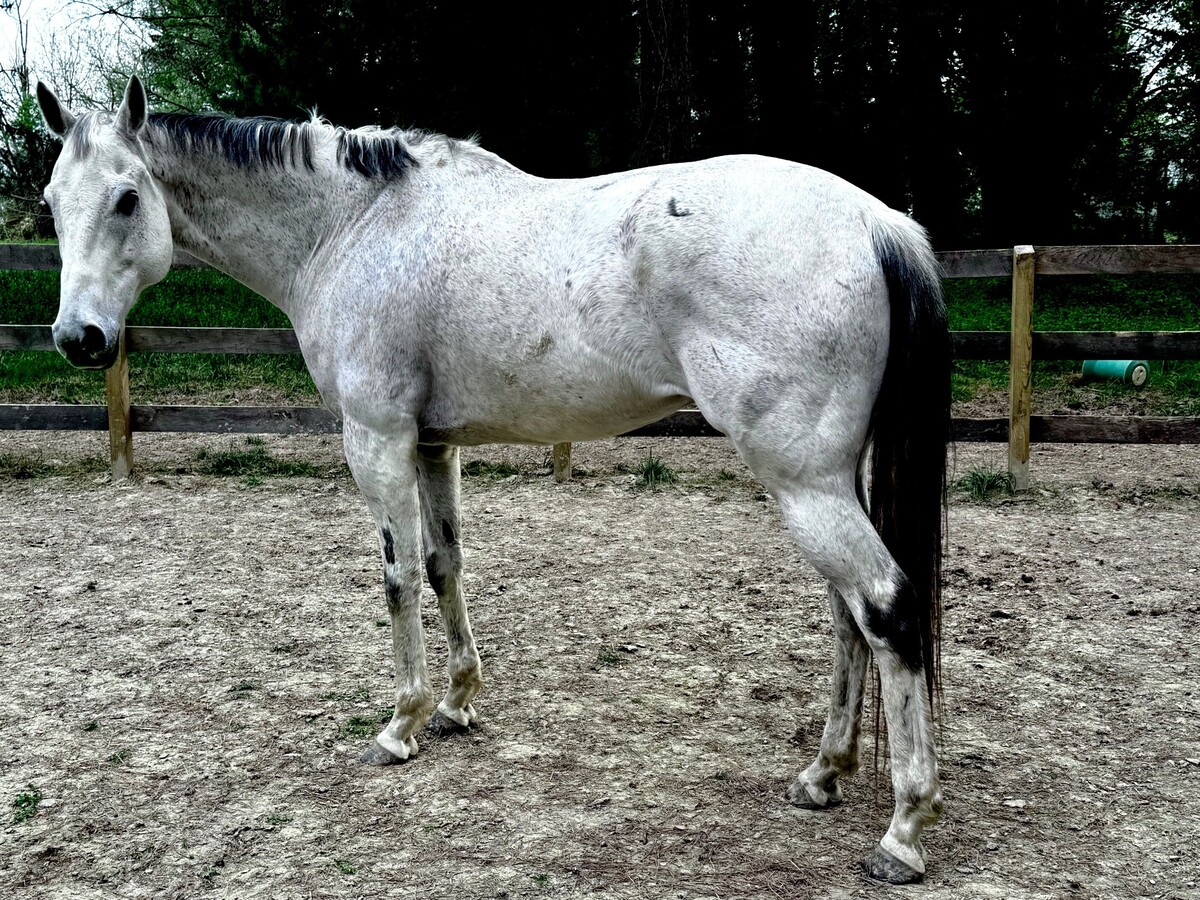 Origami, 16yo Thoroughbred gelding, 17.1hh