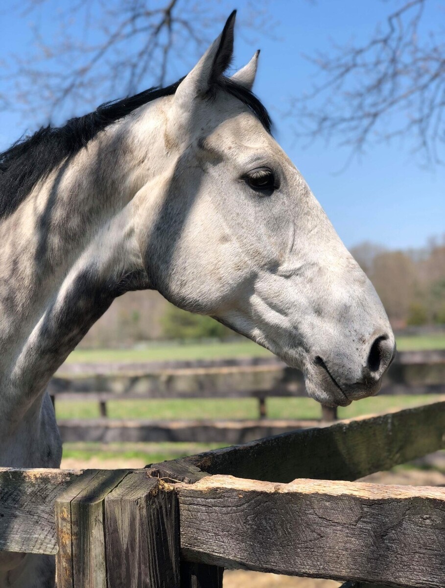 Origami, 16yo Thoroughbred gelding, 17.1hh