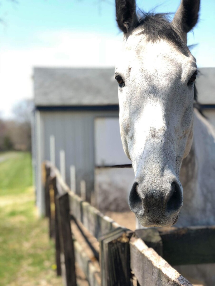Origami, 16yo Thoroughbred gelding, 17.1hh