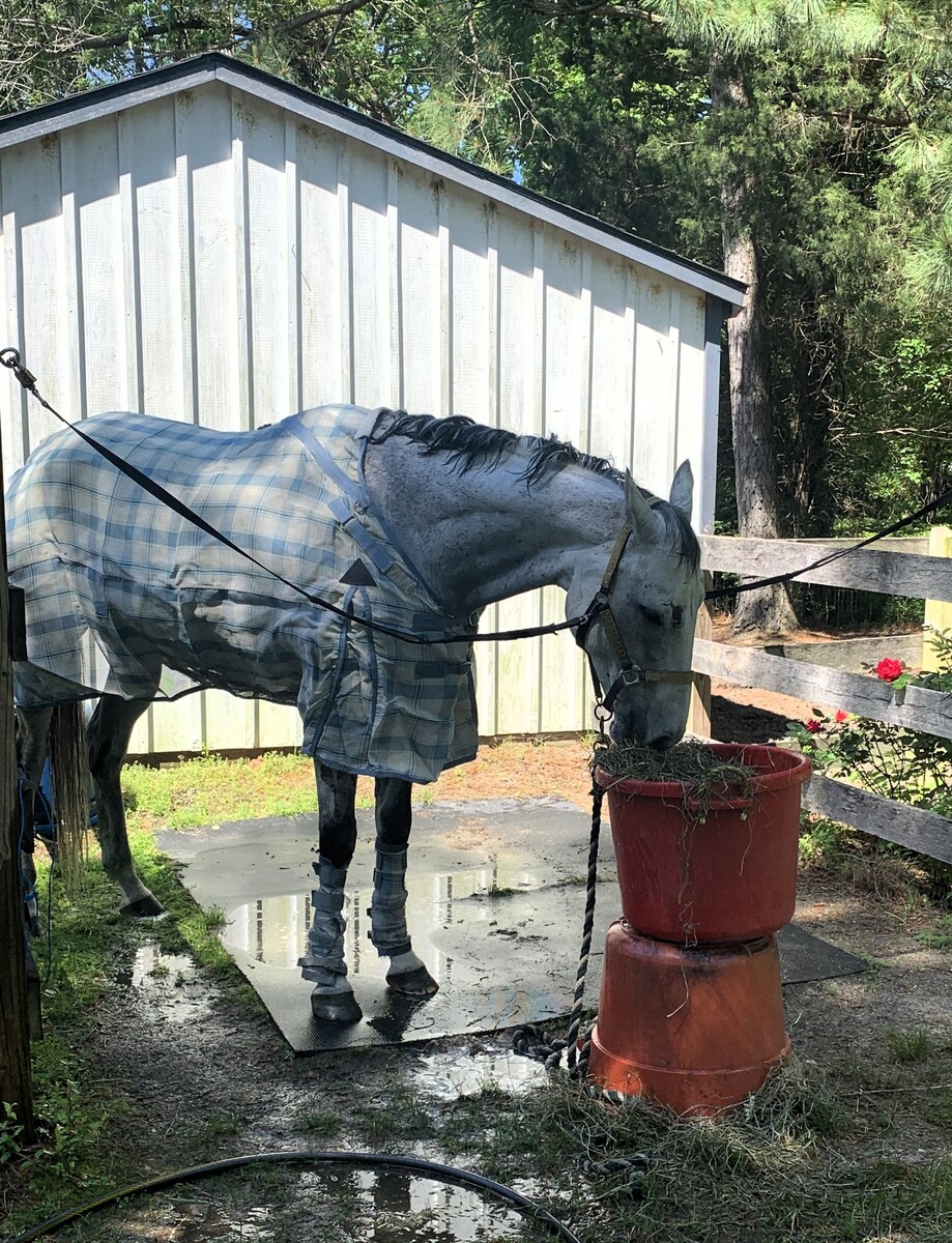 Origami, 16yo Thoroughbred gelding, 17.1hh
