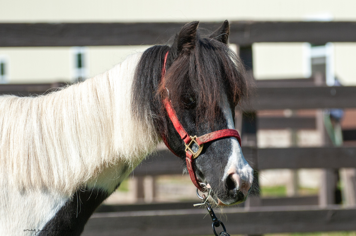 Candy, 25yo Pony mare, 11.0hh