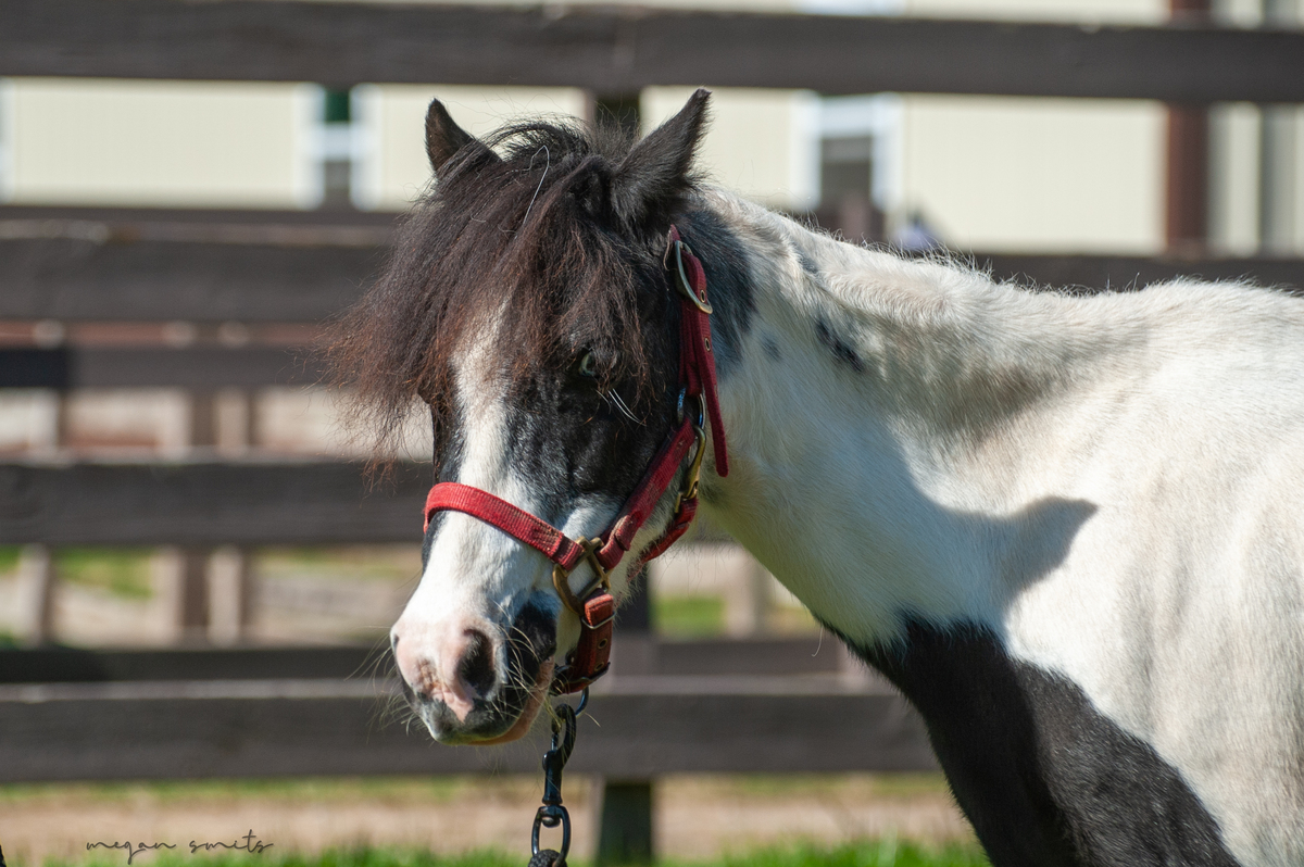 Candy, 25yo Pony mare, 11.0hh