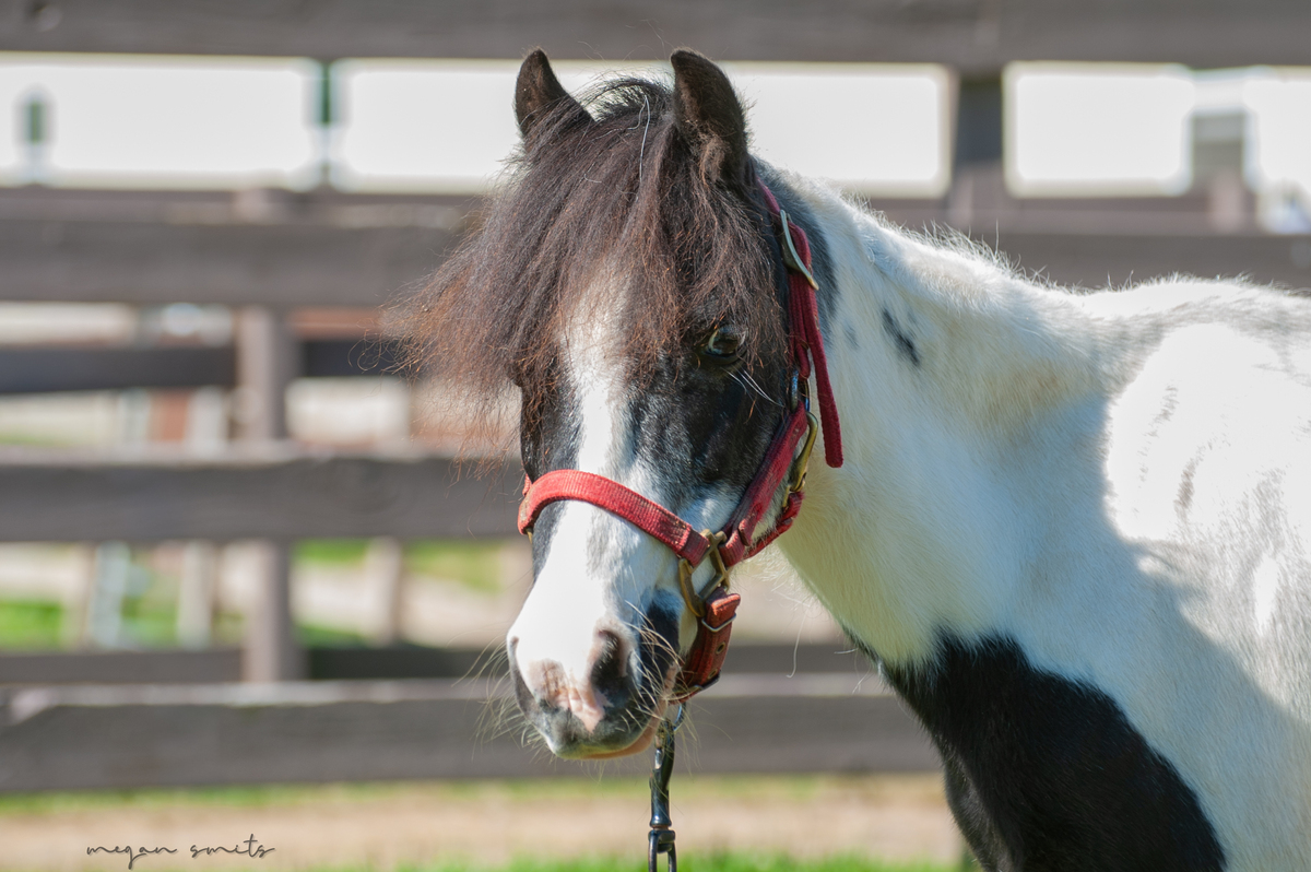 Candy, 25yo Pony mare, 11.0hh