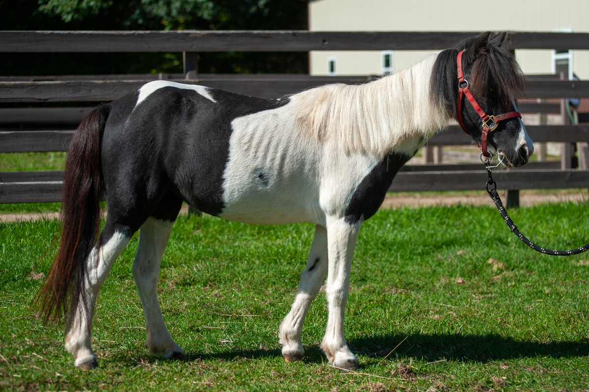 Candy, 25yo Pony mare, 11.0hh
