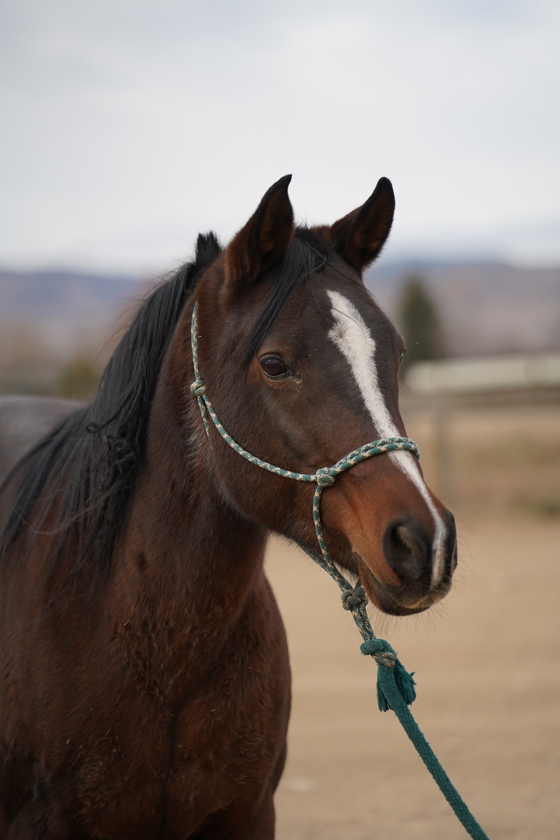 Sahara, 22yo Arabian mare, 14.3hh