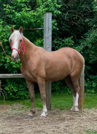 Sadie, 14yo Tennessee Walking Horse mare, 15.3hh