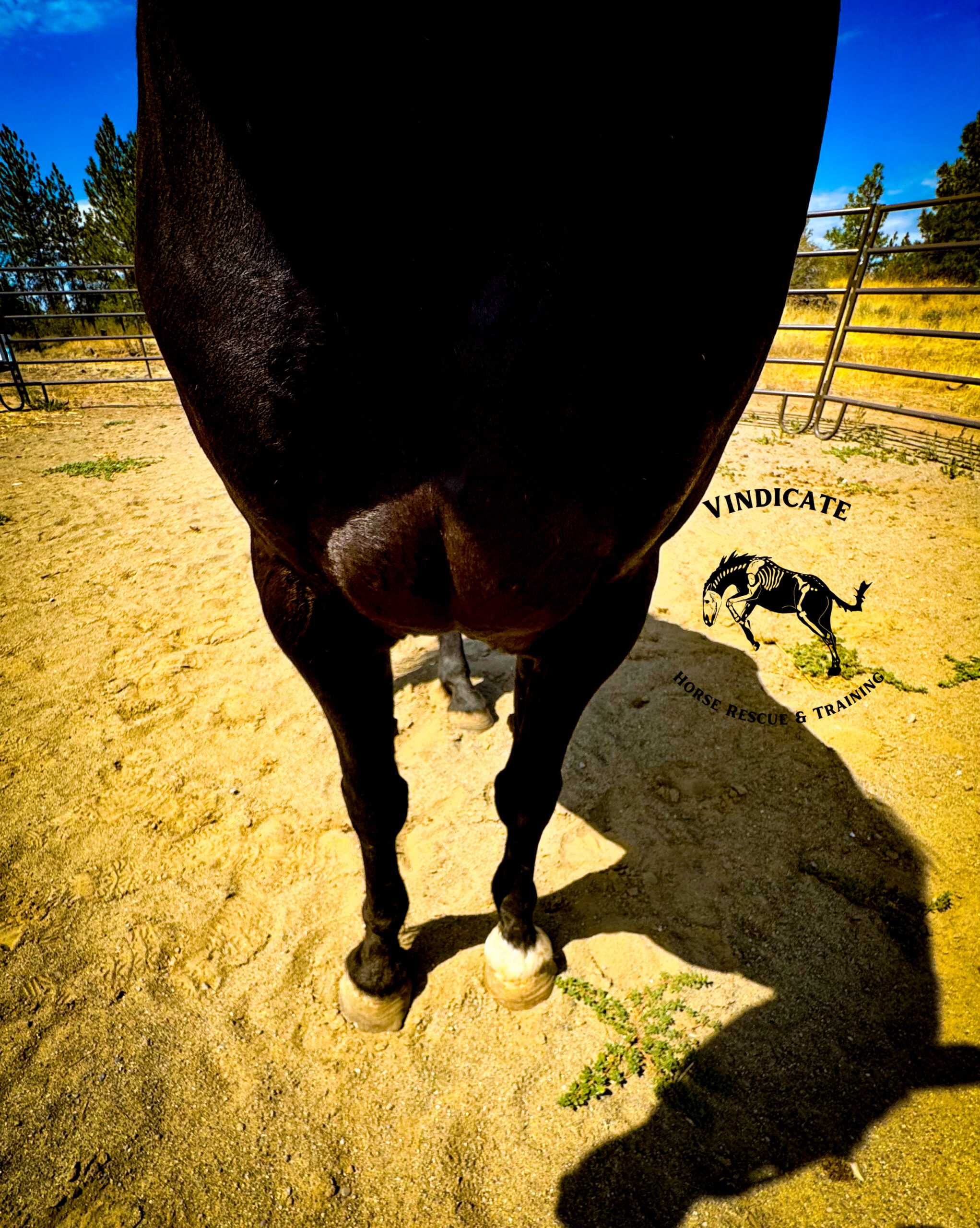 Fancy, Tennessee Walker mare, 14.2hh