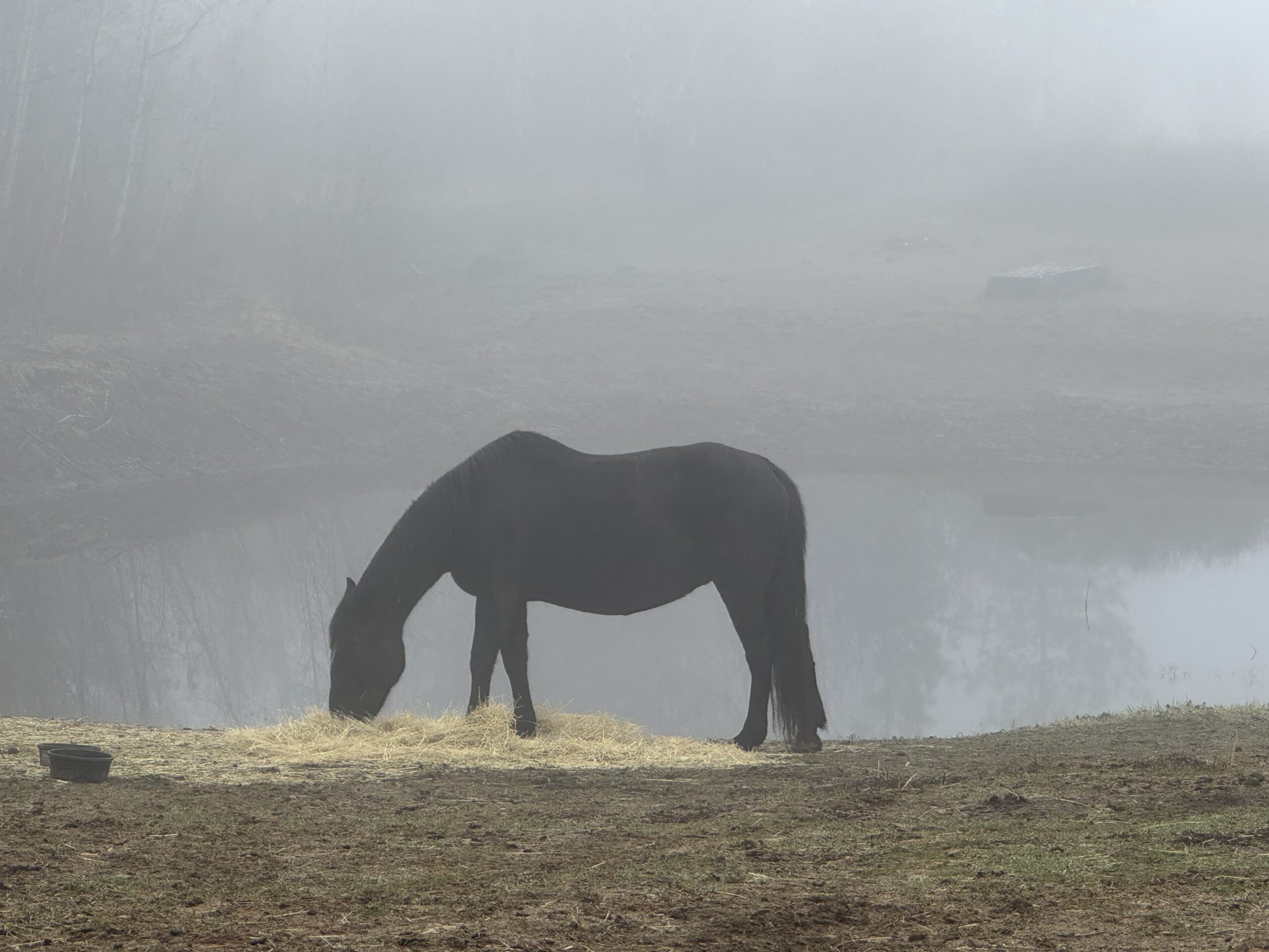 Fancy, Tennessee Walker mare, 14.2hh