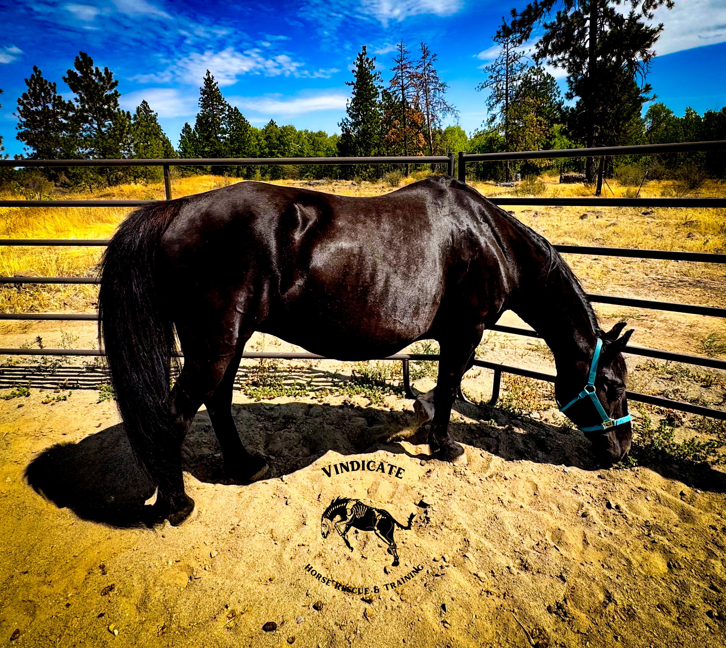 Fancy, Tennessee Walker mare, 14.2hh