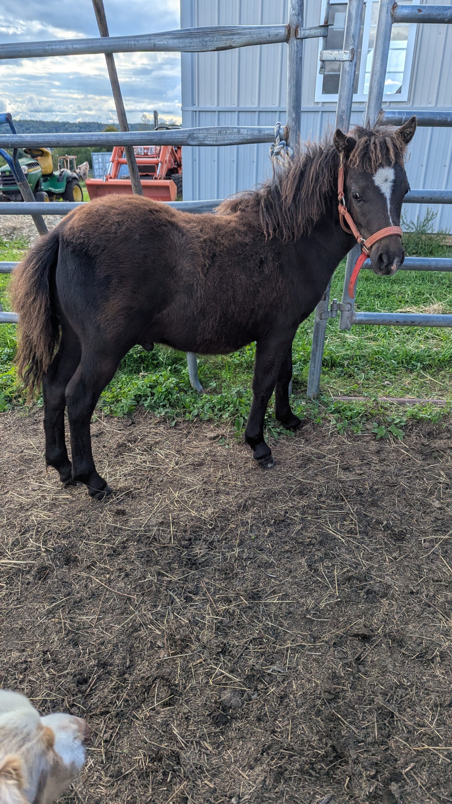 Miniature Horse Colt For Sale, Miniature stallion