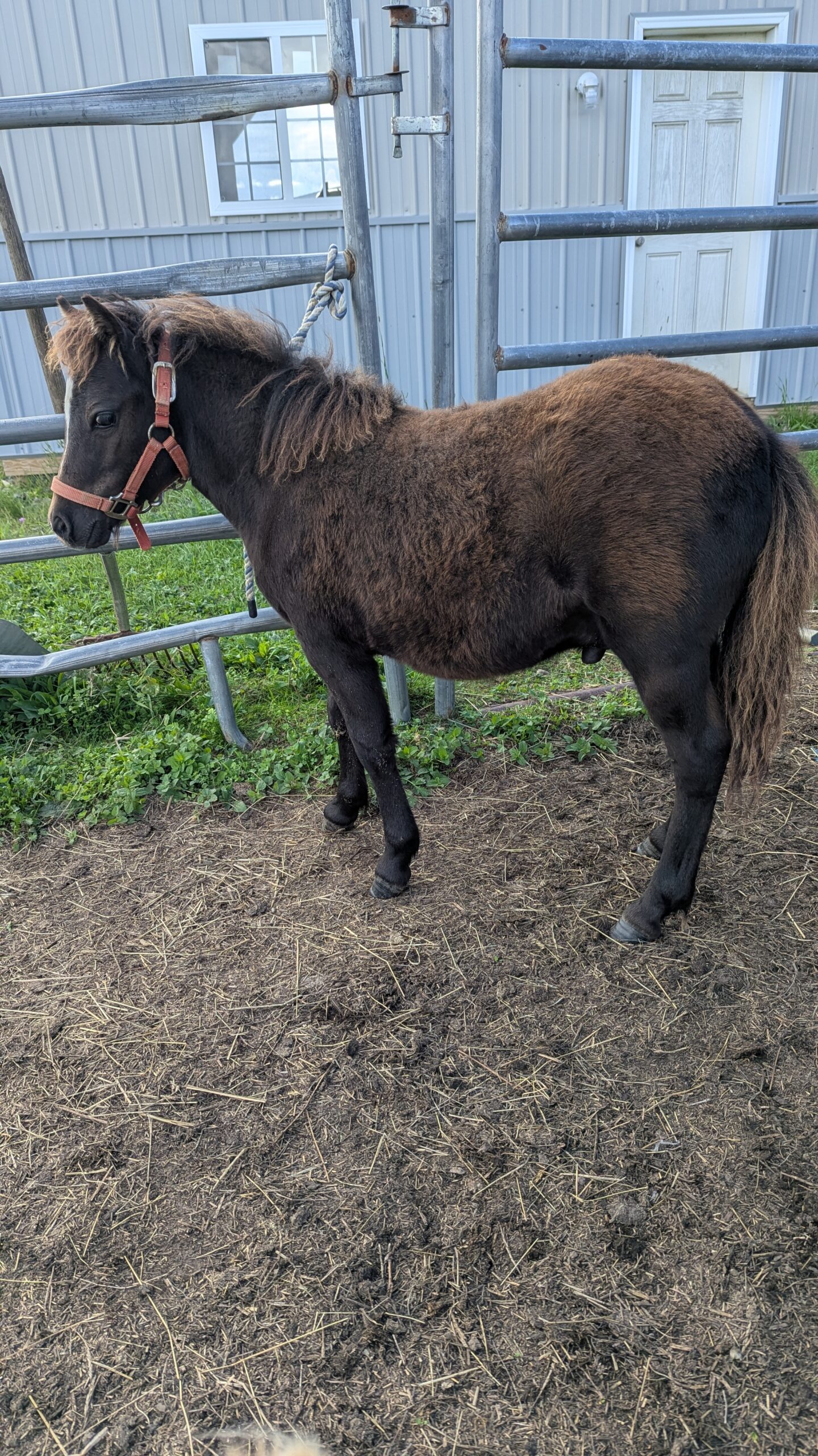 Miniature Horse Colt For Sale, Miniature stallion