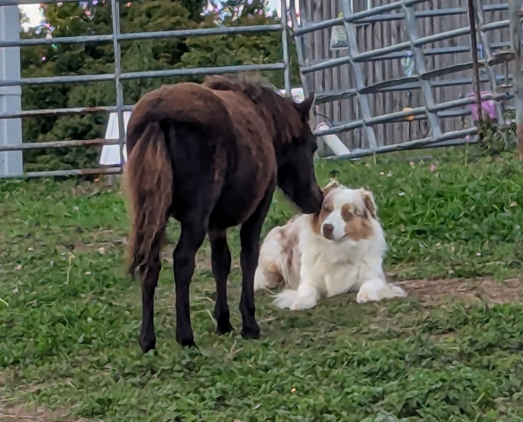 Miniature Horse Colt For Sale, Miniature stallion