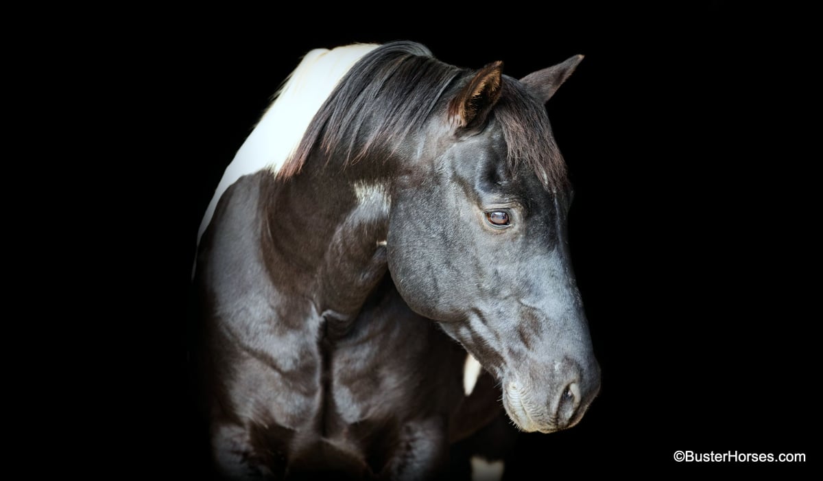 American Quarter Horse, 13yo American Quarter Horse gelding, 14.2hh