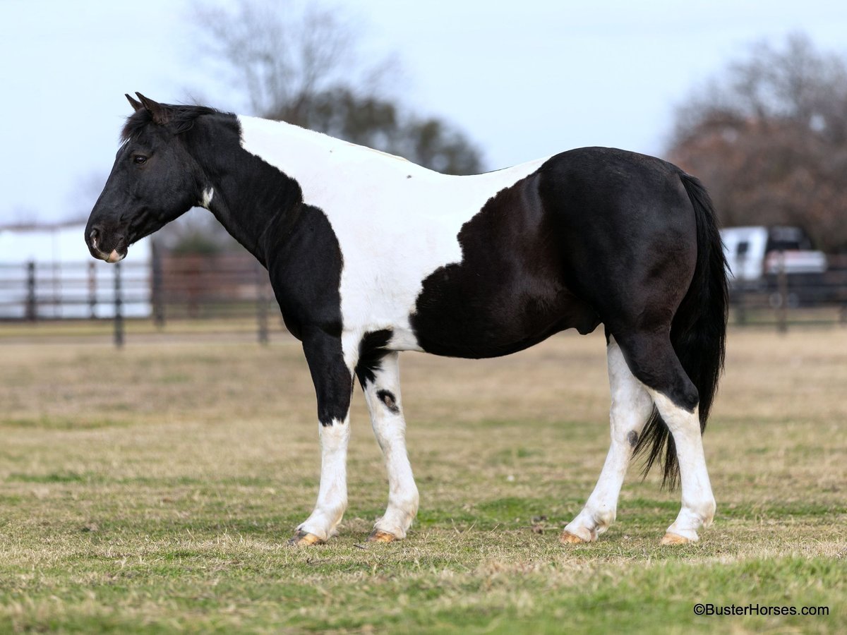 American Quarter Horse, 13yo American Quarter Horse gelding, 14.2hh