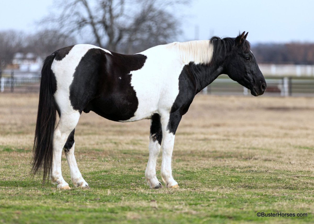American Quarter Horse, 13yo American Quarter Horse gelding, 14.2hh