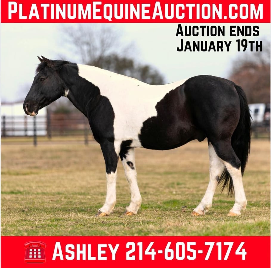 American Quarter Horse, 13yo American Quarter Horse gelding, 14.2hh