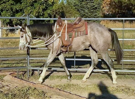 Mz Pearly Gaitz (Pearl), 1yo AQHA Quarter Horse APHA Paint mare, 14.3hh